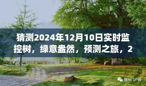 2024年12月10日树的实时绿意监控与心灵预测之旅启程
