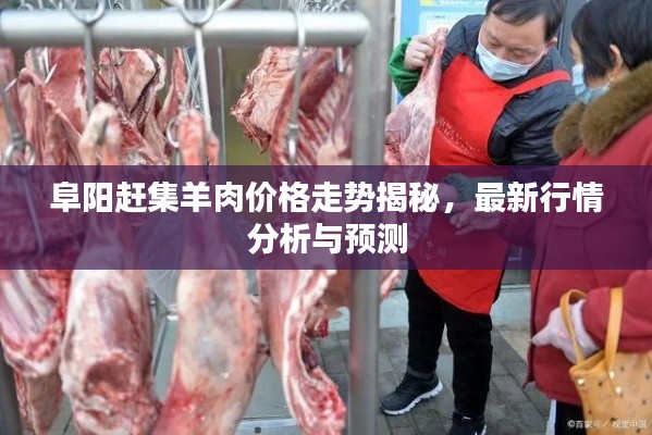 阜阳赶集羊肉价格走势揭秘,最新行情分析与预测
