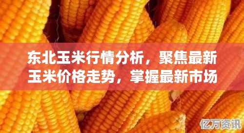 东北玉米行情分析,聚焦最新玉米价格走势,掌握最新市场动态!