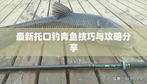 最新托口钓青鱼技巧与攻略分享