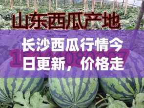 长沙西瓜行情今日更新,价格走势及最新动态