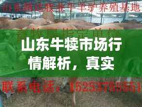 山东牛犊市场行情解析,真实价格揭秘